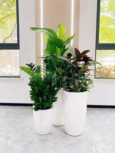 鄞州盆景租赁服务好